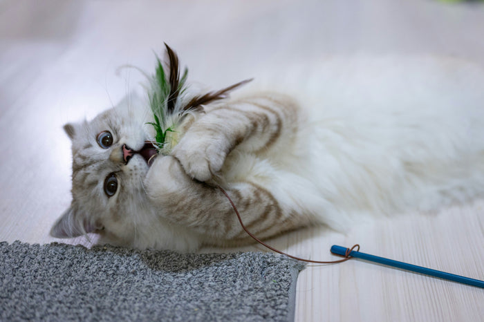 Top 5 Essential Cat Accessories for a Happy Feline Friend
