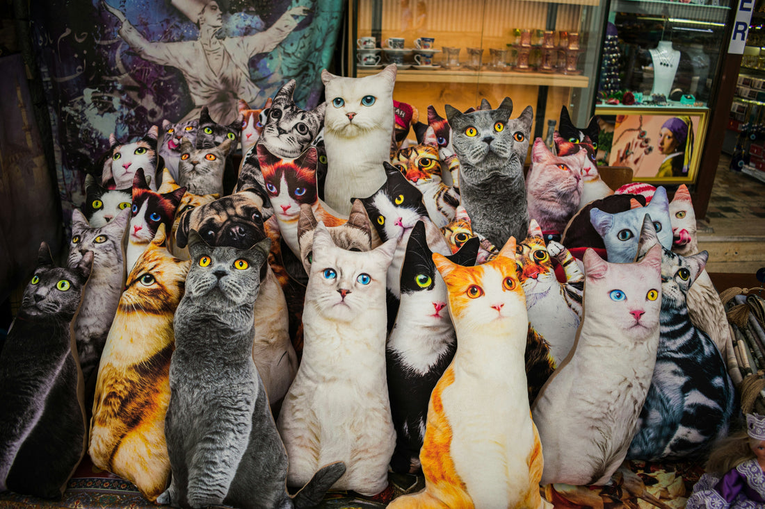 Best Premium Cat Supplies in 2026: Complete Guide to Luxury Cat Essentials