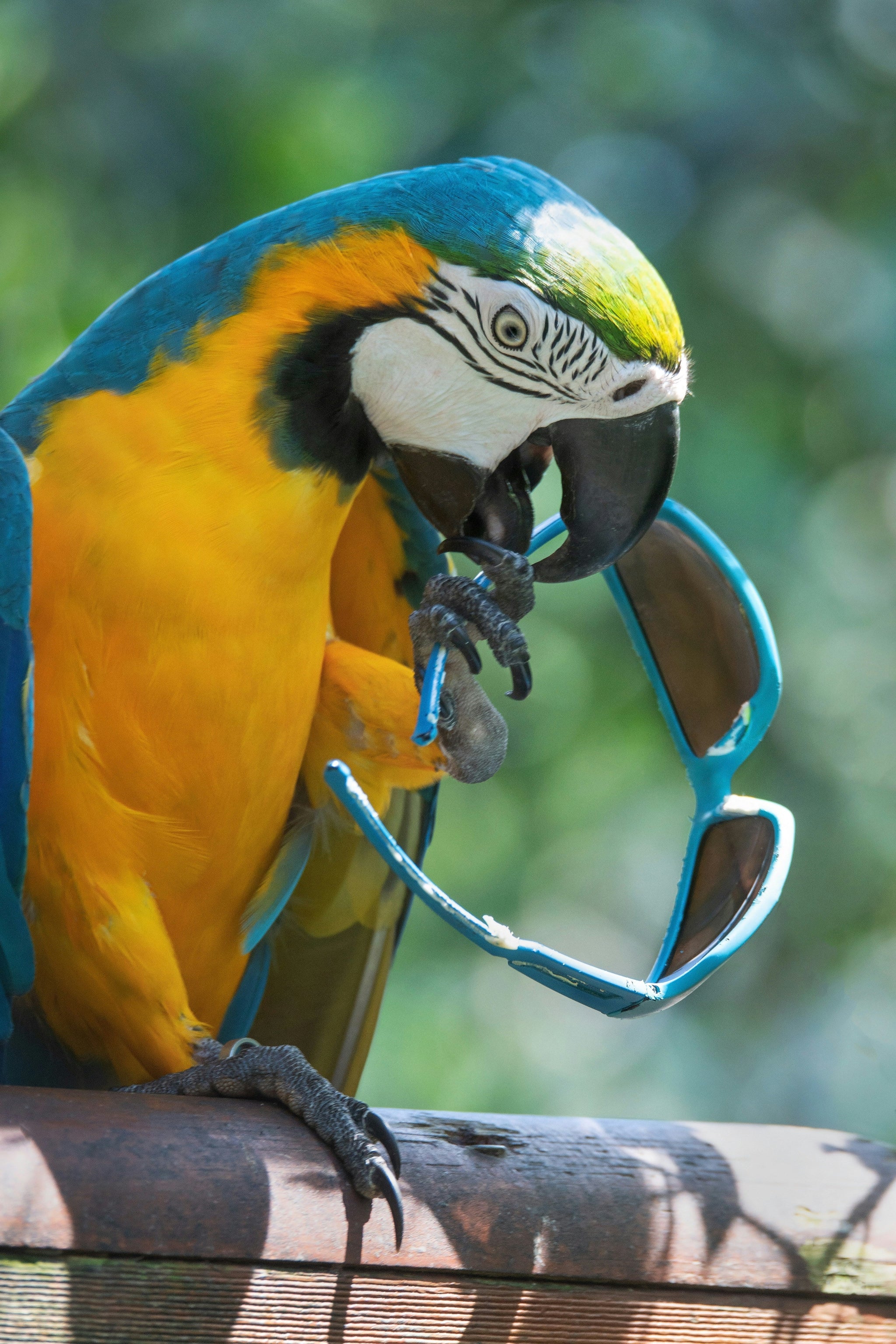 Premium Bird Accessories Collection – Stylish, Safe & Fun Gear for Your Feathered Friends
