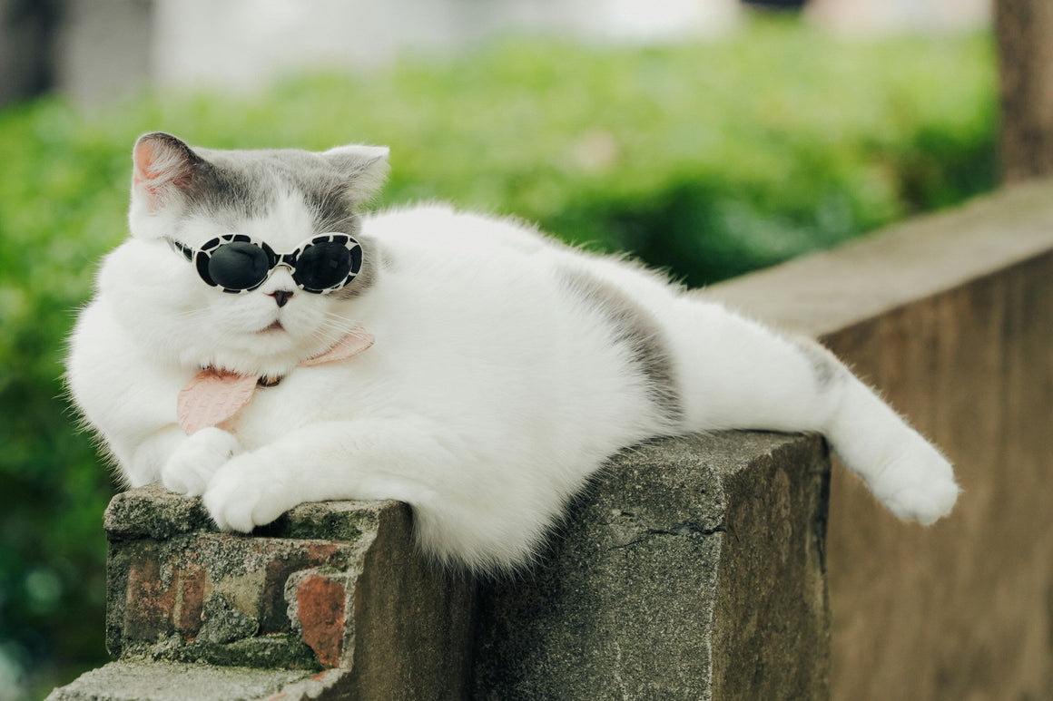 🐾 Best Cat Accessories Collection | Toys, Beds, Collars & More for Happy Cats