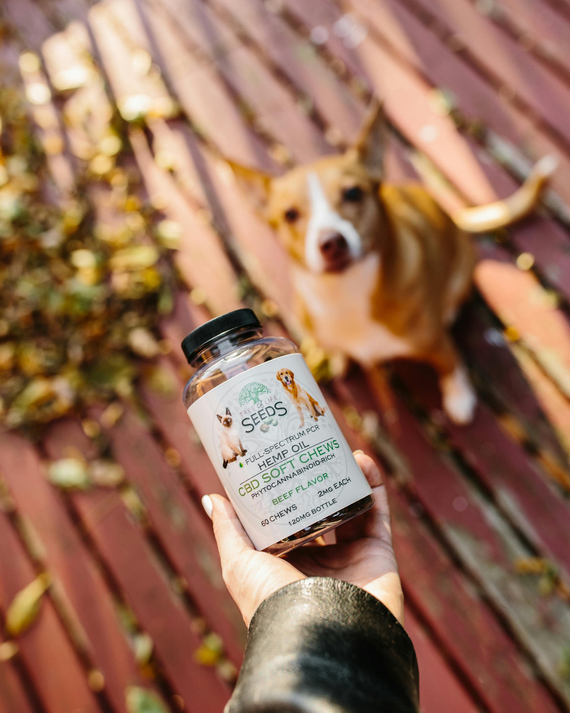 Essential Medicines and Pet Supplements for Dogs & Cats: Boost Health and Wellness