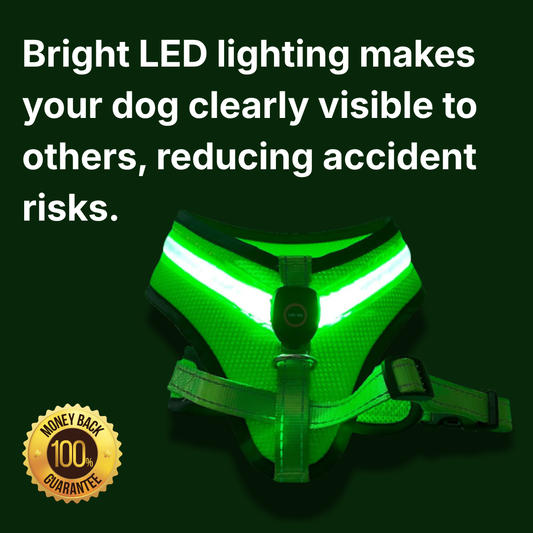 LED Dog Harness