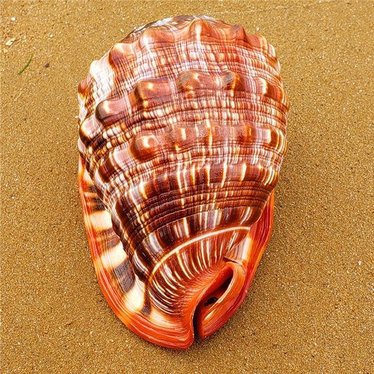 Natural Wanbao Conch Shell – Large Aquarium Decoration Snail Shell