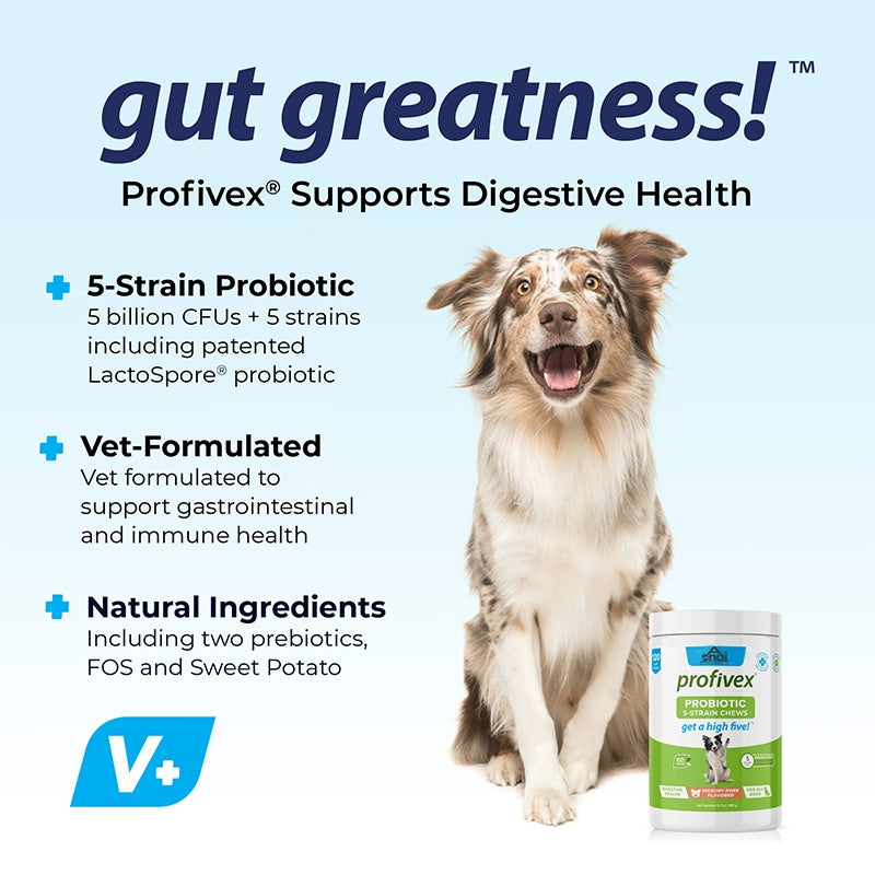 Probiotic Chews for Dogs – Healthy Gut & Digestive Support Supplement
