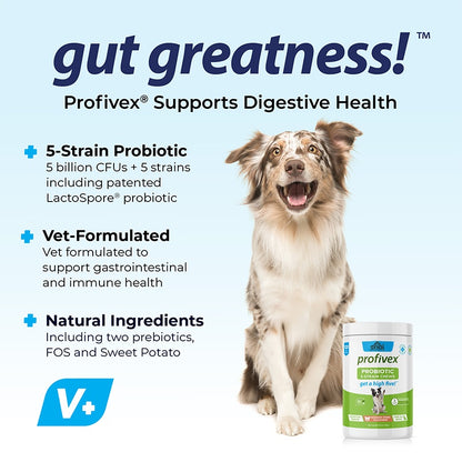 Probiotic Chews for Dogs – Healthy Gut & Digestive Support Supplement