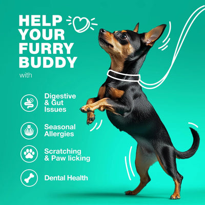 Probiotics for Dogs – Gut Health, Immunity & Yeast Balance Support with Digestive Enzymes | 180 Chews